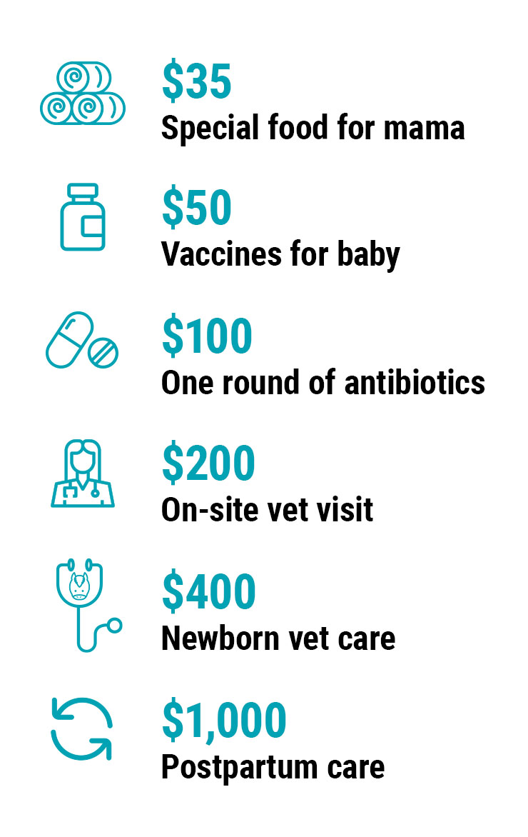 Send Your Love to Mom & Baby: $35 Special food for mama $50 A round of vaccines $100 One round of antibiotics $200 On-site vet visit $400 Newborn vet care $1,000 Postpartum care