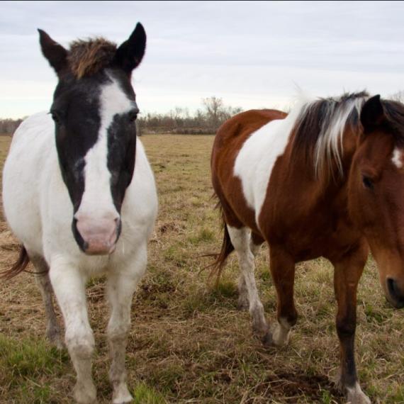 brown and white horse - Pinto Image 2