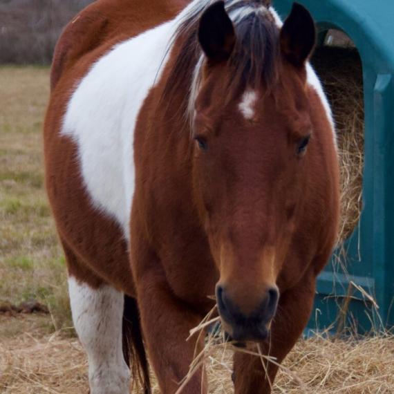 brown and white horse - Pinto Image 3