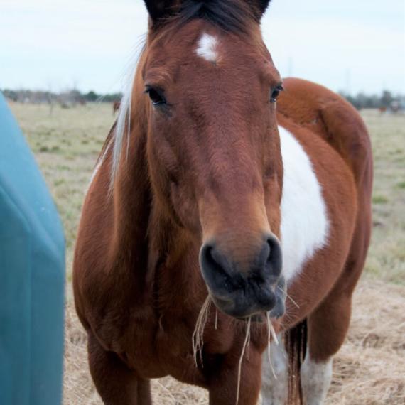brown and white horse - Pinto Image 4