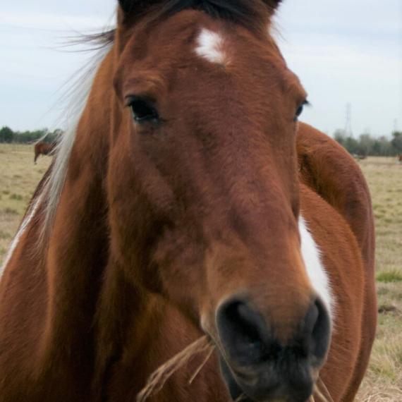 brown and white horse - Pinto Image 5