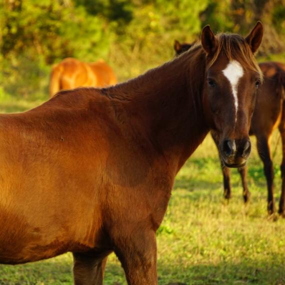 A horse named Odin