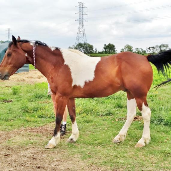 brown and white horse - Pinto Image 1