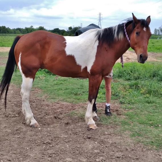 brown and white horse - Pinto Image 2