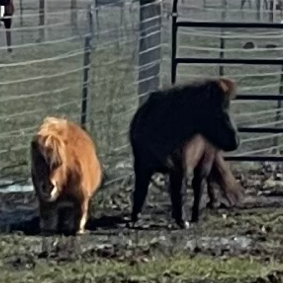 Zephyr the mini horse with Munchie the mini horse