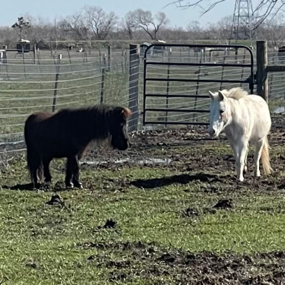 Zephyr the mini with other mini horses
