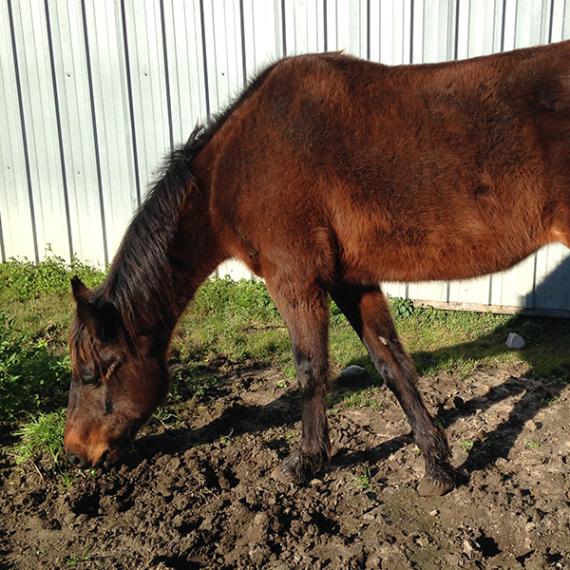 Ada, a brown horse, left side