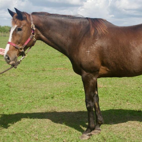 Abbie, a brown horse, left side