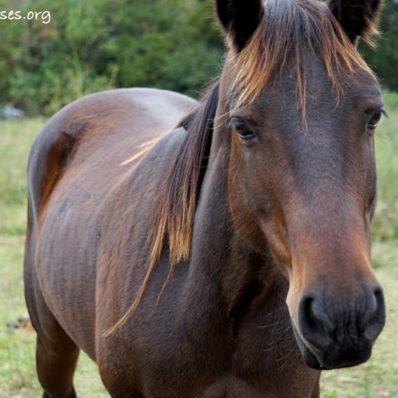 Ada, a brown horse