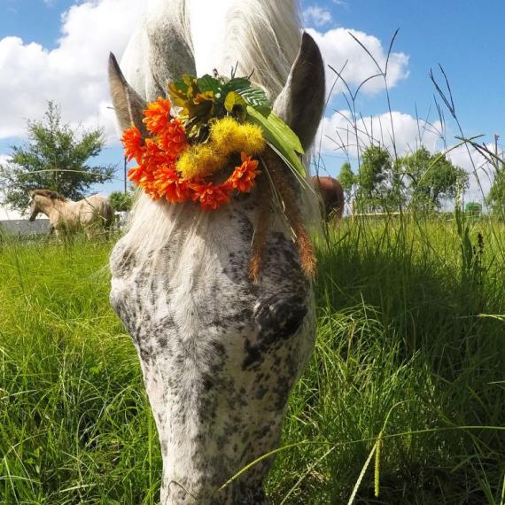 Alma, a white horse with a flower crown