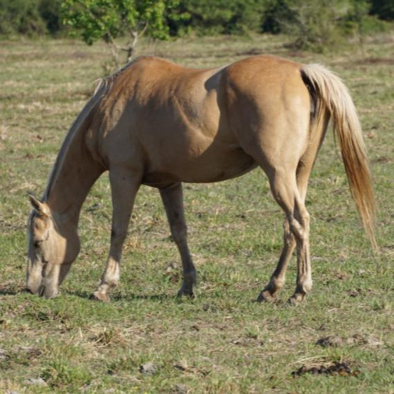 April, a palomino horse