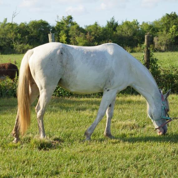 Aria, a white horse