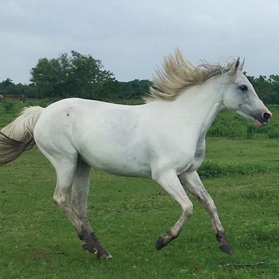 Aria, a white horse