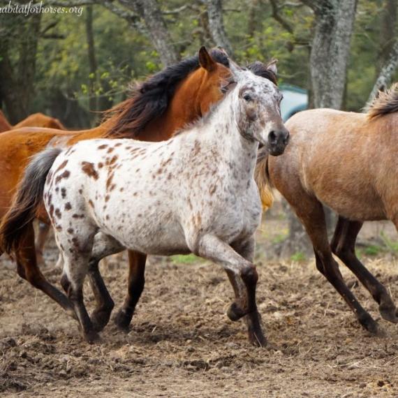 Artemis the horse running with other horses