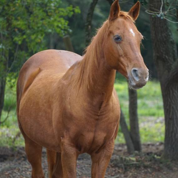 Amee, a brown horse