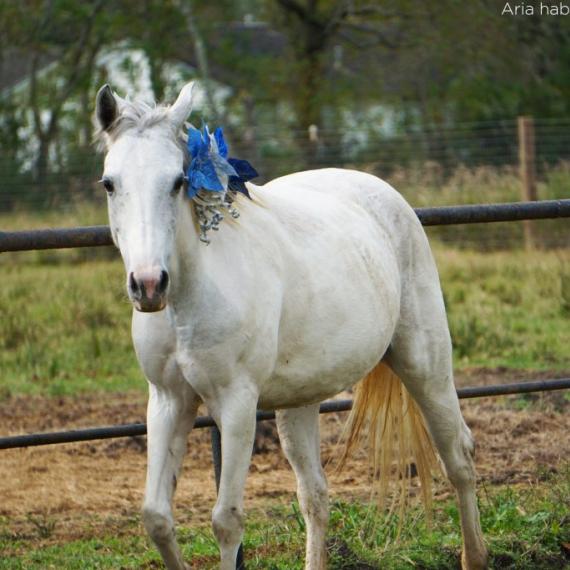 Aria, a white horse with a flower