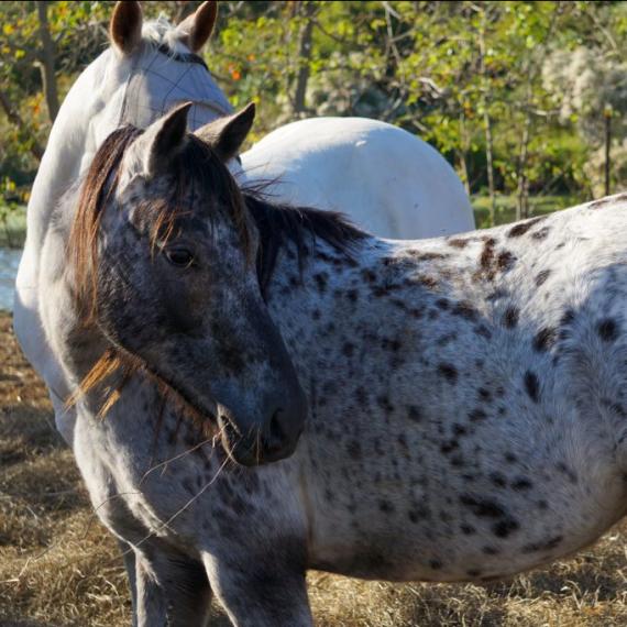 Artemis the spotted horse
