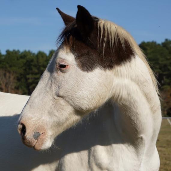 Axel a black and white horse