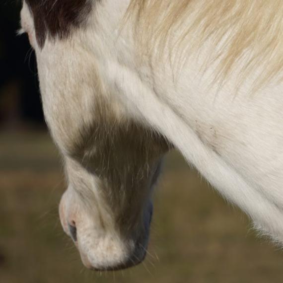 Axel a black and white horse