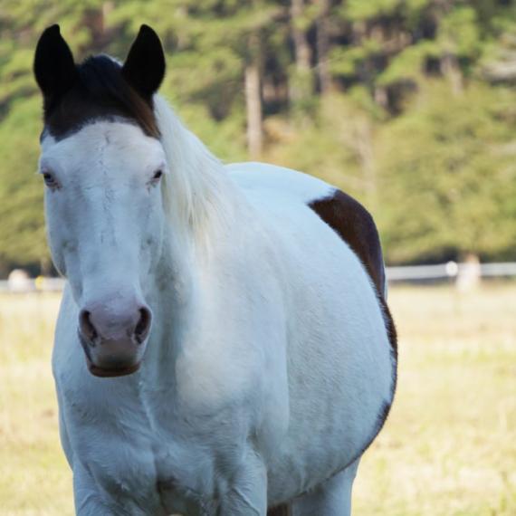 Axel a black and white horse