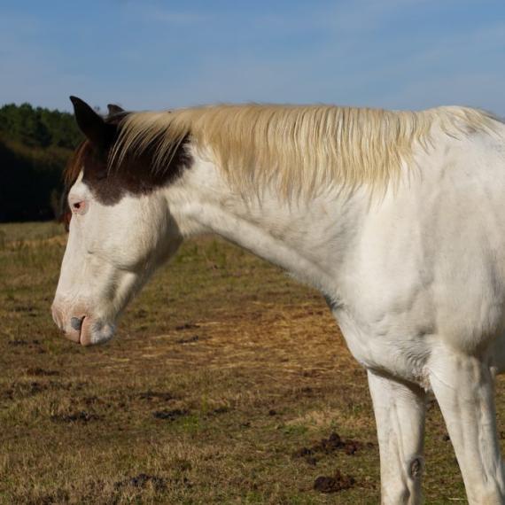 Axel a black and white horse