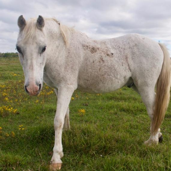 Caspian, a white horse