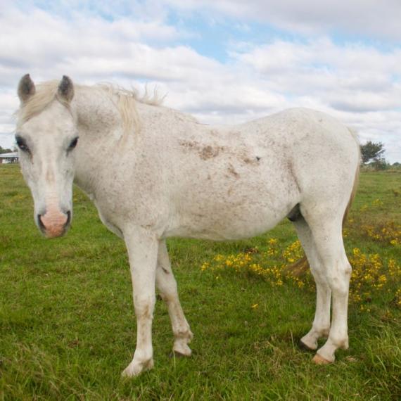 Caspian, a white horse