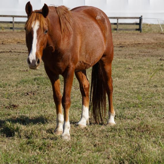 Danher, a brown horse
