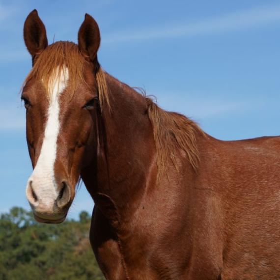 Danher, a brown horse