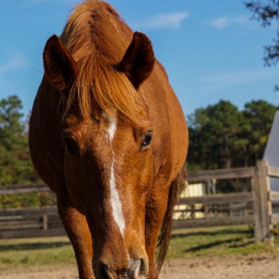 Killian a brown horse