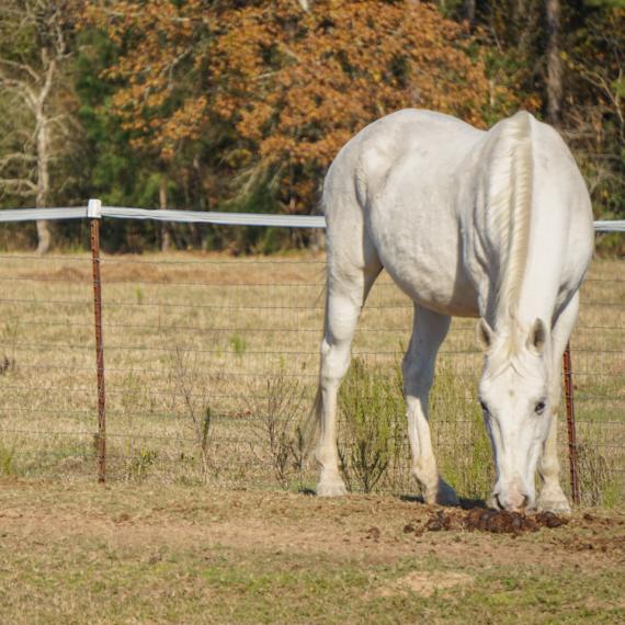 Lariat, a white horse