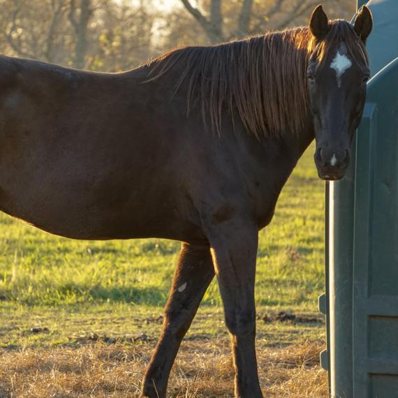 Majesty a black horse side