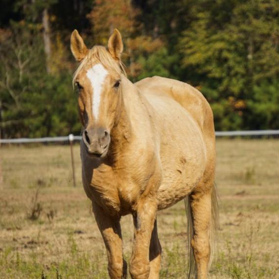 Navarro, a palomino horse