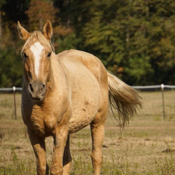 Navarro, a palomino horse