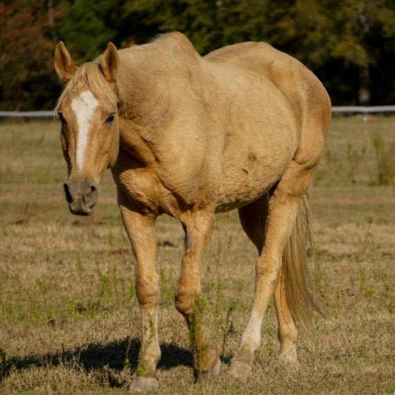 Navarro, a palomino horse