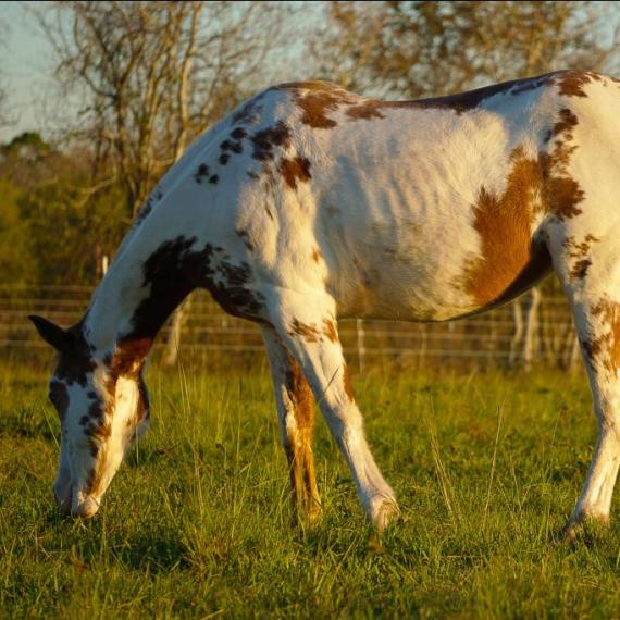 Shelby, a spotted  brown and white horse left side