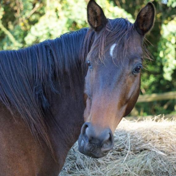 Blackhawk, a black horse