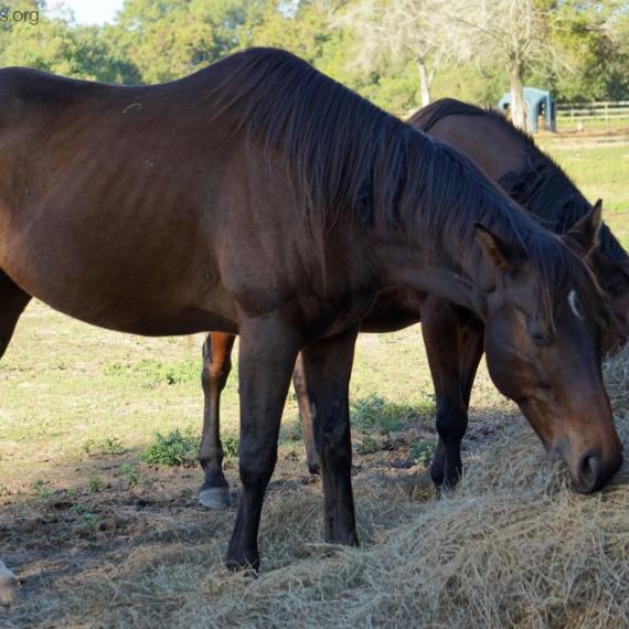 Blackhawk, a black horse
