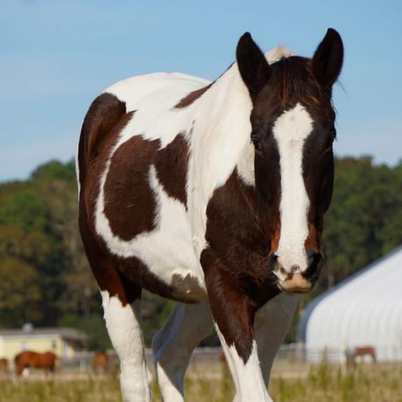 Corbet, a white and brown horse