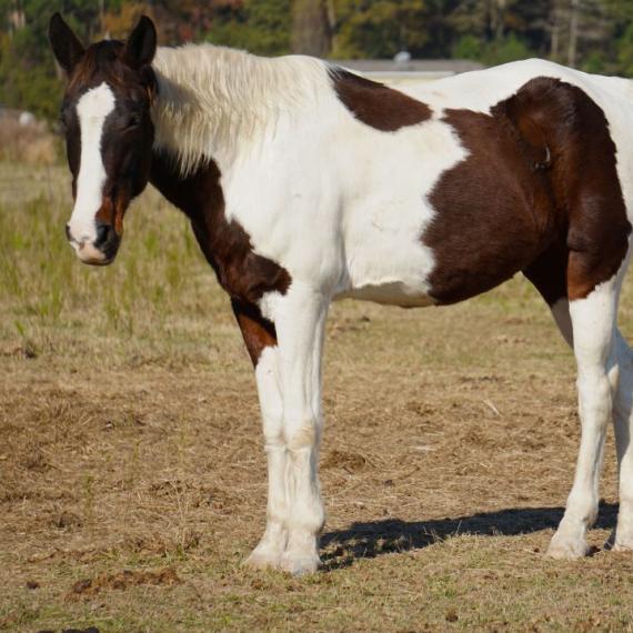Corbet, a white and brown horse