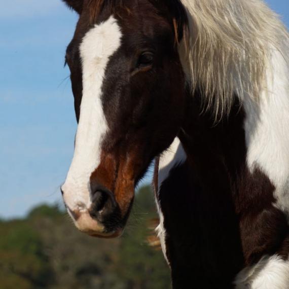 Corbet, a white and brown horse