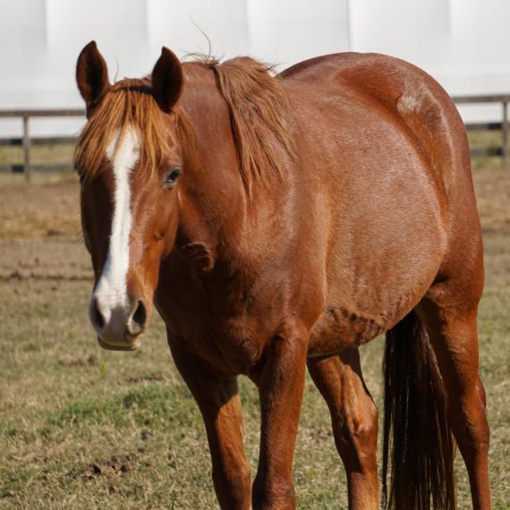 Danher, a brown horse