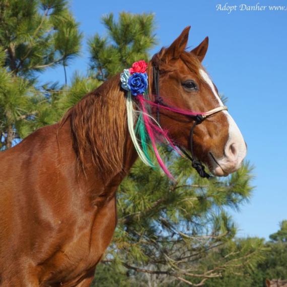 Danher, a brown horse with flowers