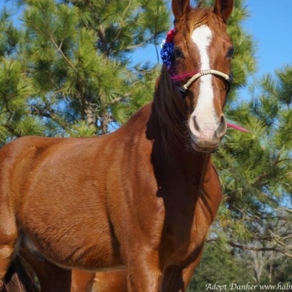 Danher, a brown horse