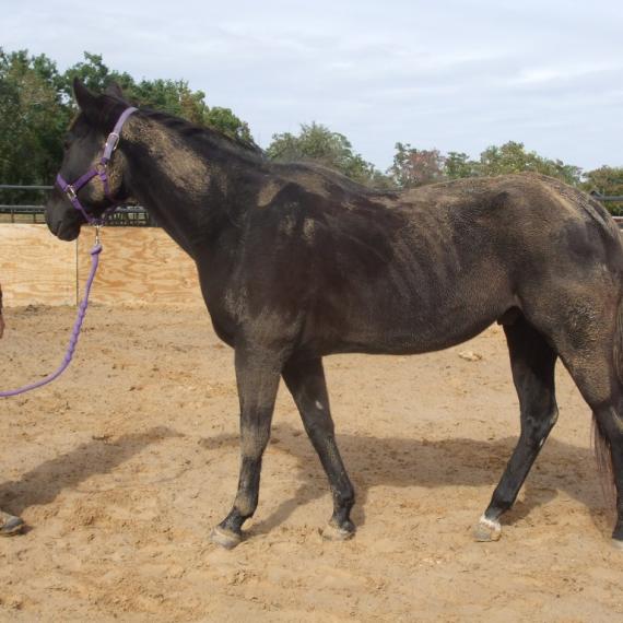 Majesty a black horse side