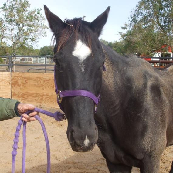 Majesty a black horse face