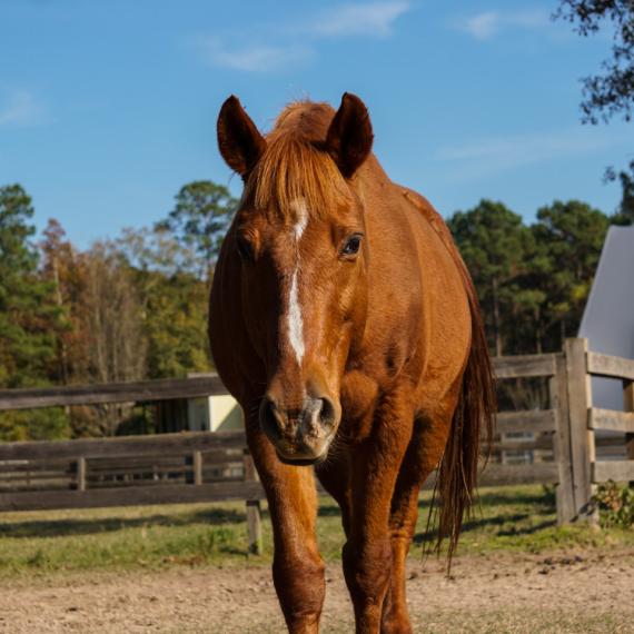 Killian a brown horse