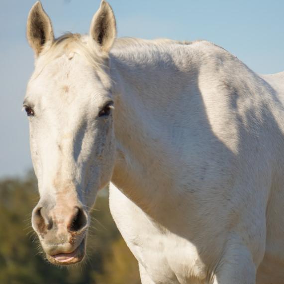 Lariat, a white horse