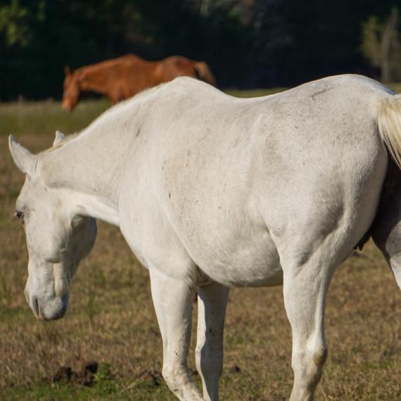 Lariat, a white horse