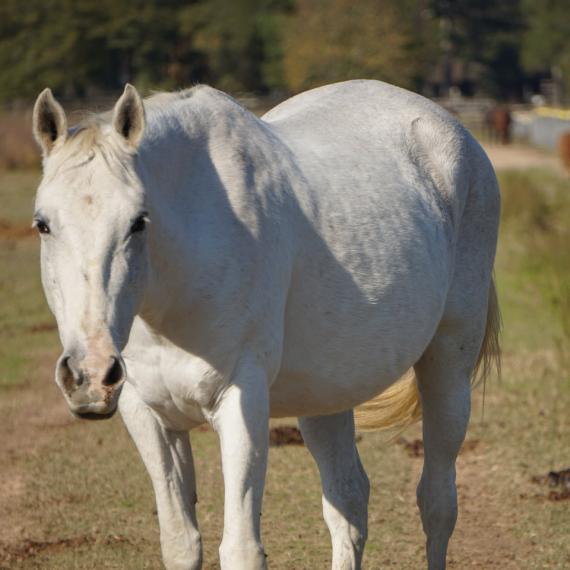 Lariat, a white horse